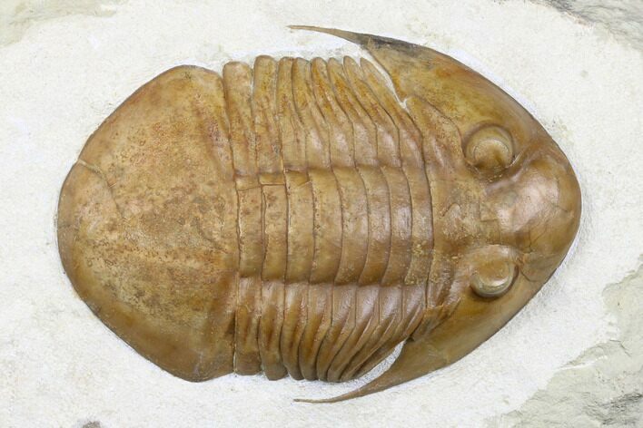 Asaphus Platyurus Trilobite - Russia #178191